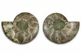 Cut & Polished, Crystal-Filled Ammonite Fossil - Madagascar #336664-1